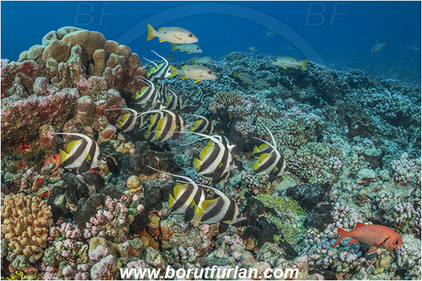 French Polynesia, Tuamotu Archipelago, Fakarava atoll, Pacific ocean, Heniochus diphreutes, Heniochus, Chaetodontidae, Schooling bannerfish, Butterflyfish, Fish, Reef, Fish school