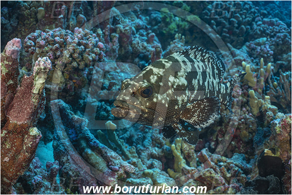 French Polynesia, Tuamotu Archipelago, Fakarava atoll, Pacific ocean, Epinephelus polyphekadion, Epinephelus, Serranidae, Marbled grouper, Camouflage grouper, Grouper, Fish, Reef