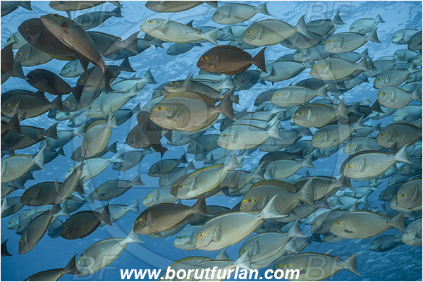 French Polynesia, Tuamotu Archipelago, Fakarava atoll, Pacific ocean, Acanthurus xanthopterus, Acanthurus, Acanthuridae, Yellowfin Surgeonfish, Surgeonfish, Fish, Fish school