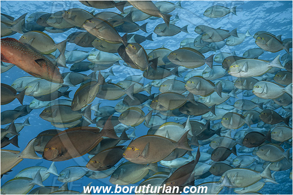 French Polynesia, Tuamotu Archipelago, Fakarava atoll, Pacific ocean, Acanthurus xanthopterus, Acanthurus, Acanthuridae, Yellowfin Surgeonfish, Surgeonfish, Fish, Fish school
