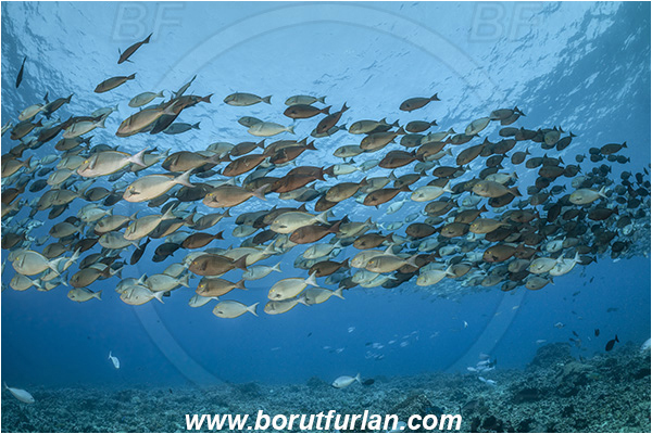 French Polynesia, Tuamotu Archipelago, Fakarava atoll, Pacific ocean, Acanthurus xanthopterus, Acanthurus, Acanthuridae, Yellowfin Surgeonfish, Surgeonfish, Fish, Fish school
