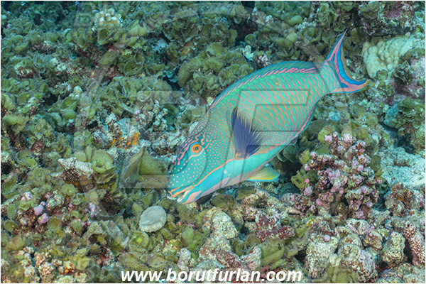 French Polynesia, Tuamotu Archipelago, Fakarava atoll, Pacific ocean, Cetoscarus bicolor, Cetoscarus, Scaridae, Bicolor Parrotfish, Parrotfish, Fish