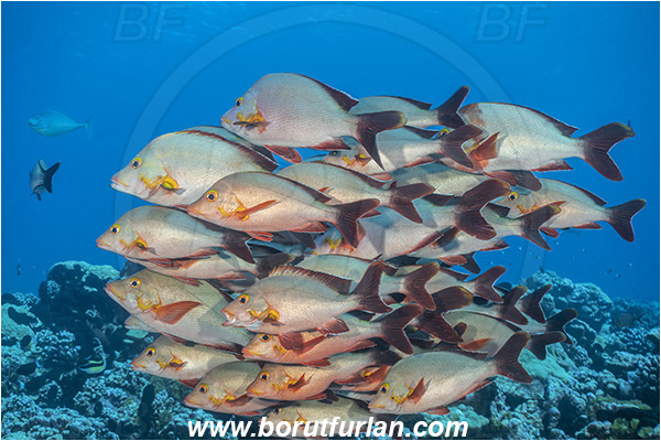 French Polynesia, Tuamotu Archipelago, Fakarava atoll, Pacific ocean, Lutjanus gibbus, Lutjanus, Lutjanidae, Humpback Red Snapper, Snapper, Fish, Fish school, Reef