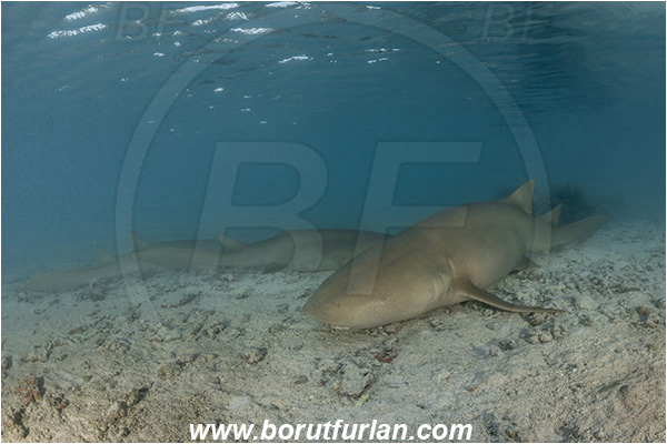 French Polynesia, Tuamotu Archipelago, Fakarava atoll, Pacific ocean, Nebrius ferrugineus, Nebrius, Ginglymostomatidae, Elasmobranchii, Tawny nurse shark, Shark, Fish, Sand