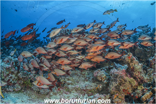 French Polynesia, Tuamotu Archipelago, Fakarava atoll, Pacific ocean, Lutjanus gibbus, Lutjanus, Lutjanidae, Humpback Red Snapper, Snapper, Fish, Fish school, Reef