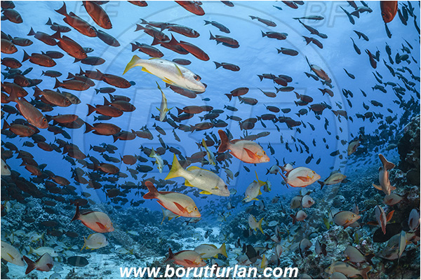 French Polynesia, Tuamotu Archipelago, Fakarava atoll, Pacific ocean, Priacanthus hamrur, Priacanthus, Lunartail Bigeye, Bigeye, Priacanthidae, Lutjanus monostigma, Lutjanus gibbus, Lutjanus, Lutjanidae, One-spot snapper, Humpback Red Snapper, Snapper, Fish, Fish school, Reef