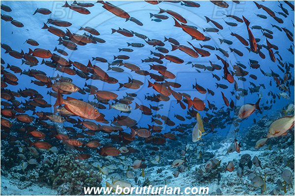 French Polynesia, Tuamotu Archipelago, Fakarava atoll, Pacific ocean, Priacanthus hamrur, Priacanthus, Lunartail Bigeye, Bigeye, Priacanthidae, Fish, Fish school, Reef