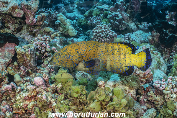 French Polynesia, Tuamotu Archipelago, Fakarava atoll, Pacific ocean, Cephalopholis argus, Cephalopholis, Serranidae, Peacock grouper, Grouper, Fish