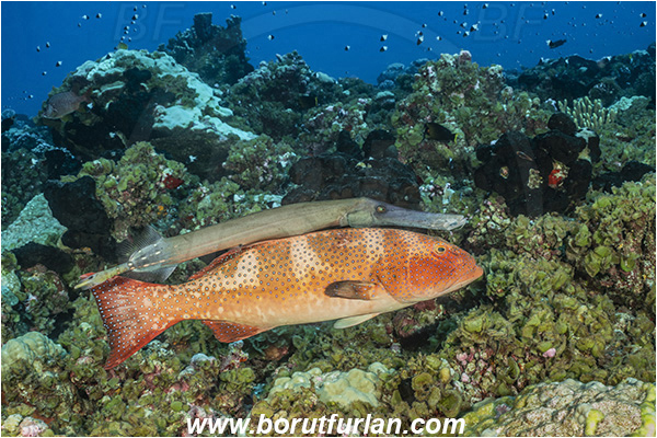 French Polynesia, Tuamotu Archipelago, Fakarava atoll, Pacific ocean, Plectropomus laevis, Plectropomus, Serranidae, Saddle grouper, Bluespotted Coral Trout, Grouper, Aulostomus chinensis, Aulostomus, Aulostomidae, Chinese trumpetfish, Trumpetfish, Fish, Reef