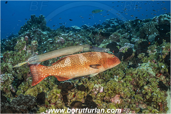 French Polynesia, Tuamotu Archipelago, Fakarava atoll, Pacific ocean, Plectropomus laevis, Plectropomus, Serranidae, Saddle grouper, Bluespotted Coral Trout, Grouper, Aulostomus chinensis, Aulostomus, Aulostomidae, Chinese trumpetfish, Trumpetfish, Fish, Reef