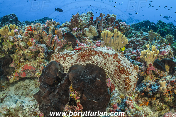 French Polynesia, Tuamotu Archipelago, Fakarava atoll, Pacific ocean, Thelenota anax, Thelenota, Stichopodidae, Giant Sea Cucumber, Sea Cucumber, Holothuroidea, Holothurian, Echinodermata, Echinoderm, Reef