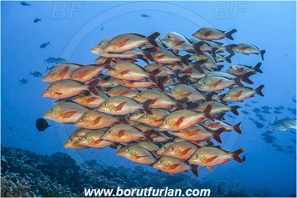 French Polynesia, Tuamotu Archipelago, Fakarava atoll, Pacific ocean, Lutjanus gibbus, Lutjanus, Lutjanidae, Humpback Red Snapper, Snapper, Fish, Fish school, Reef
