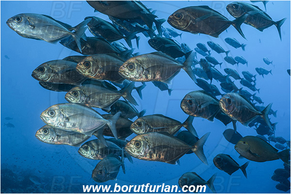 French Polynesia, Tuamotu Archipelago, Fakarava atoll, Pacific ocean, Uraspis secunda, Uraspis, Carangidae, Cottonmouth Jack, Cottonmouth Trevally, Trevally, Fish, Fish school