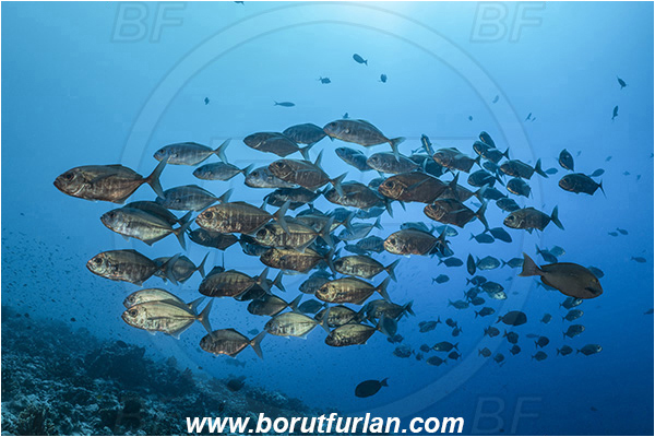 French Polynesia, Tuamotu Archipelago, Fakarava atoll, Pacific ocean, Uraspis secunda, Uraspis, Carangidae, Cottonmouth Jack, Cottonmouth Trevally, Trevally, Fish, Fish school