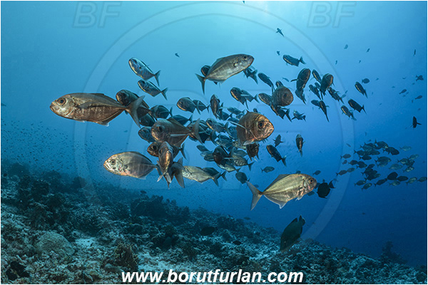 French Polynesia, Tuamotu Archipelago, Fakarava atoll, Pacific ocean, Uraspis secunda, Uraspis, Carangidae, Cottonmouth Jack, Cottonmouth Trevally, Trevally, Fish, Fish school