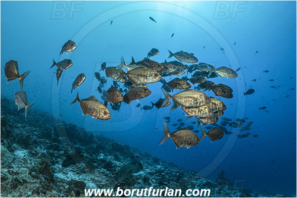 French Polynesia, Tuamotu Archipelago, Fakarava atoll, Pacific ocean, Uraspis secunda, Uraspis, Carangidae, Cottonmouth Jack, Cottonmouth Trevally, Trevally, Fish, Fish school
