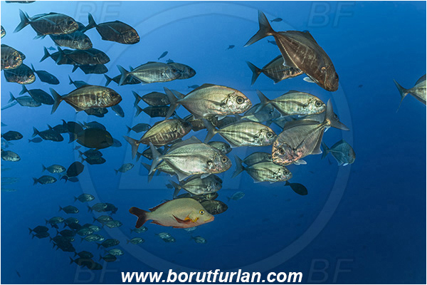 French Polynesia, Tuamotu Archipelago, Fakarava atoll, Pacific ocean, Uraspis secunda, Uraspis, Carangidae, Cottonmouth Jack, Cottonmouth Trevally, Trevally, Fish, Fish school