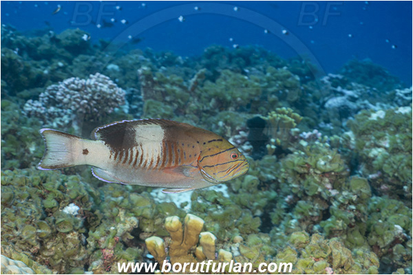 French Polynesia, Tuamotu Archipelago, Fakarava atoll, Pacific ocean, Gracila albomarginata, Gracila, Serranidae, Masked grouper, Grouper, Fish, Reef