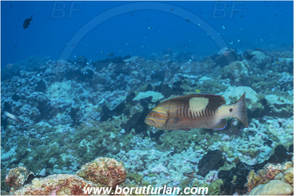 French Polynesia, Tuamotu Archipelago, Fakarava atoll, Pacific ocean, Gracila albomarginata, Gracila, Serranidae, Masked grouper, Grouper, Fish, Reef