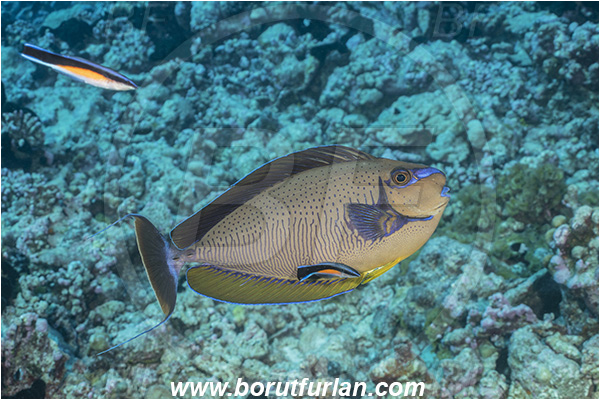 French Polynesia, Tuamotu Archipelago, Fakarava atoll, Pacific ocean, Naso vlamingii, Naso, Acanthuridae, Bignose unicornfish, Unicornfish, Surgeonfish, Fish, Labroides dimidiatus, Labroides, Labridae, Cleaner Wrasse, Wrasse, Cleaning
