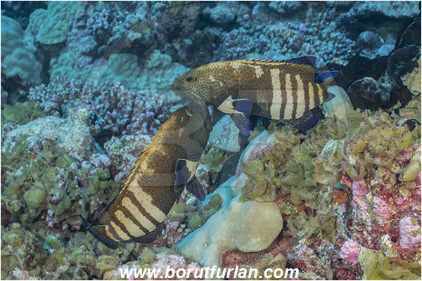 French Polynesia, Tuamotu Archipelago, Fakarava atoll, Pacific ocean, Cephalopholis argus, Cephalopholis, Serranidae, Peacock grouper, Grouper, Fish, Reef, Fight, Fighting fish
