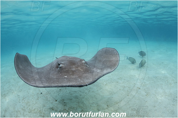 French Polynesia, Society Islands, Moorea, Pacific ocean, Pateobatis fai, Pateobatis, Dasyatidae, Elasmobranchii, Pink Whipray, Stingray, Fish, Sand
