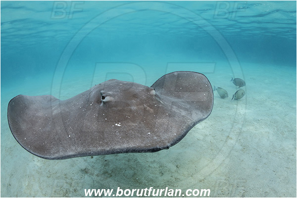 French Polynesia, Society Islands, Moorea, Pacific ocean, Pateobatis fai, Pateobatis, Dasyatidae, Elasmobranchii, Pink Whipray, Stingray, Fish, Sand