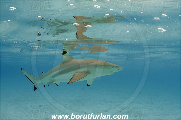 French Polynesia, Society Islands, Moorea, Pacific ocean, Carcharhinus melanopterus, Carcharhinus, Carcharhinidae, Elasmobranchii, Blacktip Reef Shark, Shark, Fish, Sand, Reflection