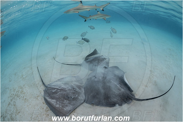 French Polynesia, Society Islands, Moorea, Pacific ocean, Carcharhinus melanopterus, Carcharhinus, Carcharhinidae, Blacktip Reef Shark, Shark, Pateobatis fai, Pateobatis, Dasyatidae, Elasmobranchii, Pink Whipray, Stingray, Fish, Sand