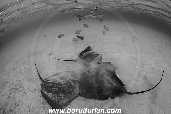 French Polynesia, Society Islands, Moorea, Pacific ocean, Carcharhinus melanopterus, Carcharhinus, Carcharhinidae, Blacktip Reef Shark, Shark, Pateobatis fai, Pateobatis, Dasyatidae, Elasmobranchii, Pink Whipray, Stingray, Fish, Sand, Black&white