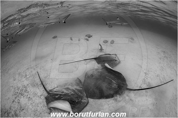 French Polynesia, Society Islands, Moorea, Pacific ocean, Carcharhinus melanopterus, Carcharhinus, Carcharhinidae, Blacktip Reef Shark, Shark, Pateobatis fai, Pateobatis, Dasyatidae, Elasmobranchii, Pink Whipray, Stingray, Fish, Sand, Black&white