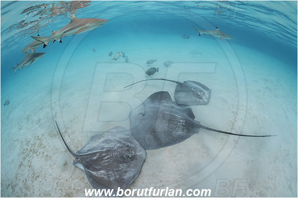 French Polynesia, Society Islands, Moorea, Pacific ocean, Carcharhinus melanopterus, Carcharhinus, Carcharhinidae, Blacktip Reef Shark, Shark, Pateobatis fai, Pateobatis, Dasyatidae, Elasmobranchii, Pink Whipray, Stingray, Fish, Sand