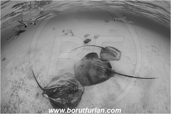 French Polynesia, Society Islands, Moorea, Pacific ocean, Carcharhinus melanopterus, Carcharhinus, Carcharhinidae, Blacktip Reef Shark, Shark, Pateobatis fai, Pateobatis, Dasyatidae, Elasmobranchii, Pink Whipray, Stingray, Fish, Sand, Black&white