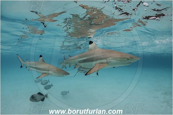 French Polynesia, Society Islands, Moorea, Pacific ocean, Carcharhinus melanopterus, Carcharhinus, Carcharhinidae, Elasmobranchii, Blacktip Reef Shark, Shark, Fish, Sand, Reflection