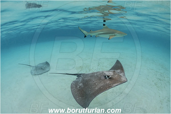 French Polynesia, Society Islands, Moorea, Pacific ocean, Carcharhinus melanopterus, Carcharhinus, Carcharhinidae, Blacktip Reef Shark, Shark, Pateobatis fai, Pateobatis, Dasyatidae, Elasmobranchii, Pink Whipray, Stingray, Fish, Sand