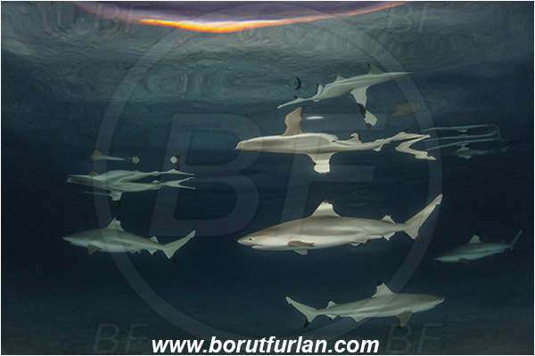 French Polynesia, Society Islands, Moorea, Pacific ocean, Carcharhinus melanopterus, Carcharhinus, Carcharhinidae, Elasmobranchii, Blacktip Reef Shark, Shark, Fish, Night, Reflection