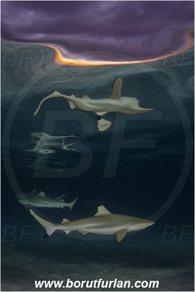 French Polynesia, Society Islands, Moorea, Pacific ocean, Carcharhinus melanopterus, Carcharhinus, Carcharhinidae, Elasmobranchii, Blacktip Reef Shark, Shark, Fish, Night, Reflection