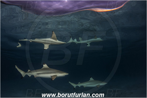 French Polynesia, Society Islands, Moorea, Pacific ocean, Carcharhinus melanopterus, Carcharhinus, Carcharhinidae, Elasmobranchii, Blacktip Reef Shark, Shark, Fish, Night, Reflection