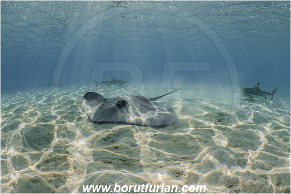 French Polynesia, Society Islands, Moorea, Pacific ocean, Pateobatis fai, Pateobatis, Dasyatidae, Elasmobranchii, Pink Whipray, Stingray, Fish, Sand