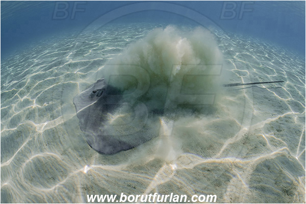 French Polynesia, Society Islands, Moorea, Pacific ocean, Pateobatis fai, Pateobatis, Dasyatidae, Elasmobranchii, Pink Whipray, Stingray, Fish, Sand, Digging