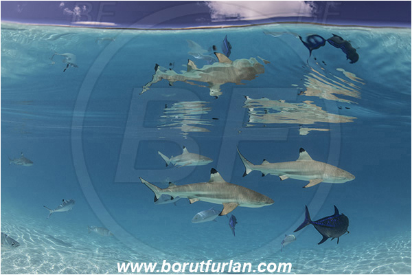 French Polynesia, Society Islands, Moorea, Pacific ocean, Carcharhinus melanopterus, Carcharhinus, Carcharhinidae, Elasmobranchii, Blacktip Reef Shark, Shark, Caranx melampygus, Caranx, Carangidae, Bluefin trevally, Trevally, Fish, Sand, Reflection, Over-under, Split-shot