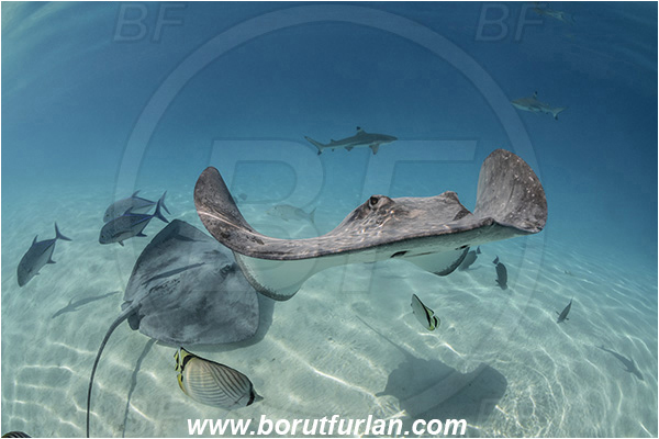 French Polynesia, Society Islands, Moorea, Pacific ocean, Pateobatis fai, Pateobatis, Dasyatidae, Elasmobranchii, Pink Whipray, Stingray, Fish, Sand