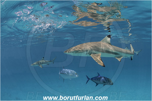 French Polynesia, Society Islands, Moorea, Pacific ocean, Carcharhinus melanopterus, Carcharhinus, Carcharhinidae, Elasmobranchii, Blacktip Reef Shark, Shark, Caranx melampygus, Caranx, Carangidae, Bluefin trevally, Trevally, Fish, Sand, Reflection