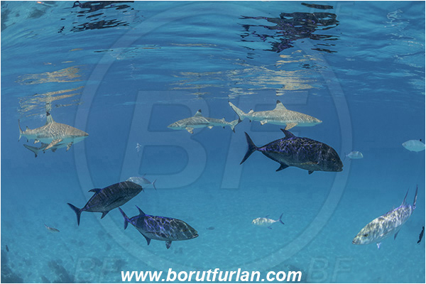 French Polynesia, Society Islands, Moorea, Pacific ocean, Carcharhinus melanopterus, Carcharhinus, Carcharhinidae, Elasmobranchii, Blacktip Reef Shark, Shark, Caranx melampygus, Caranx, Carangidae, Bluefin trevally, Trevally, Fish, Sand, Reflection