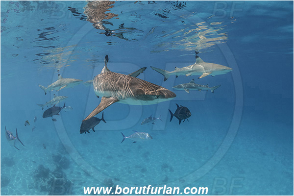 French Polynesia, Society Islands, Moorea, Pacific ocean, Carcharhinus melanopterus, Carcharhinus, Carcharhinidae, Elasmobranchii, Blacktip Reef Shark, Shark, Caranx melampygus, Caranx, Carangidae, Bluefin trevally, Trevally, Fish, Sand