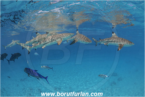 French Polynesia, Society Islands, Moorea, Pacific ocean, Carcharhinus melanopterus, Carcharhinus, Carcharhinidae, Elasmobranchii, Blacktip Reef Shark, Shark, Caranx melampygus, Caranx, Carangidae, Bluefin trevally, Trevally, Fish, Sand