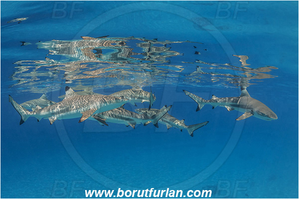 French Polynesia, Society Islands, Moorea, Pacific ocean, Carcharhinus melanopterus, Carcharhinus, Carcharhinidae, Elasmobranchii, Blacktip Reef Shark, Shark, Fish, Sand, Reflection