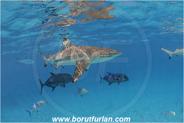 French Polynesia, Society Islands, Moorea, Pacific ocean, Carcharhinus melanopterus, Carcharhinus, Carcharhinidae, Elasmobranchii, Blacktip Reef Shark, Shark, Caranx melampygus, Caranx, Carangidae, Bluefin trevally, Trevally, Fish, Sand