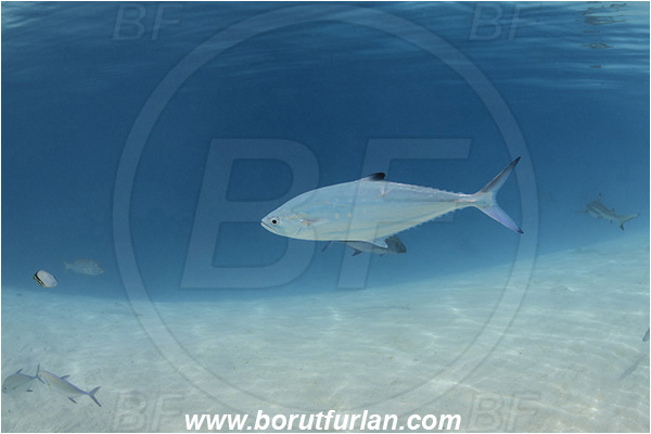 French Polynesia, Society Islands, Moorea, Pacific ocean, Scomberoides tol, Scomberoides, Carangidae, Needlescaled queenfish, Fish, Sand