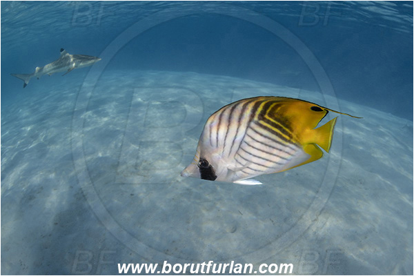 French Polynesia, Society Islands, Moorea, Pacific ocean, Chaetodon auriga, Chaetodon, Chaetodontidae, Threadfin Butterflyfish, Butterflyfish, Fish, Sand